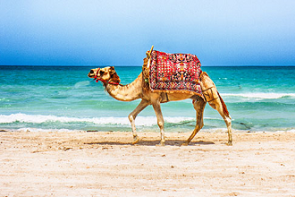 Vignette du guide de voyage Tunisie